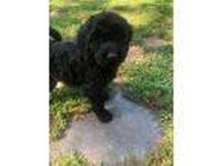 Schnoodle (Standard) Puppy for sale in Carver, MA, USA