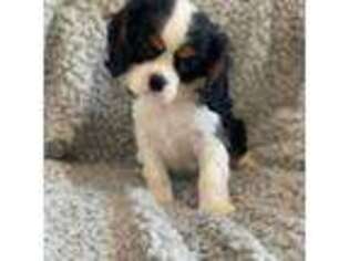 Cavalier King Charles Spaniel Puppy for sale in Milton, FL, USA