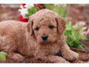 Goldendoodle Puppy for sale in Morrison, TN, USA