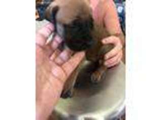 Mastiff Puppy for sale in Mode, IL, USA