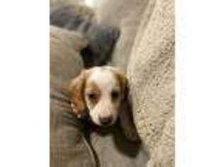 Dachshund Puppy for sale in Jacksonville, FL, USA