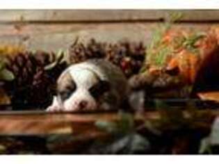 Pembroke Welsh Corgi Puppy for sale in Wickenburg, AZ, USA