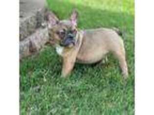 French Bulldog Puppy for sale in Mustang, OK, USA