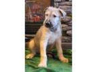 Irish Wolfhound Puppy for sale in New London, MN, USA