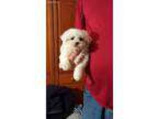 Maltese Puppy for sale in Maxton, NC, USA
