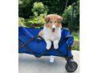 Collie Puppy for sale in Cumberland, MD, USA