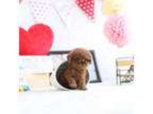 Mutt Puppy for sale in Slidell, LA, USA