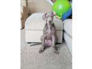Great Dane Puppy for sale in Mc Cordsville, IN, USA