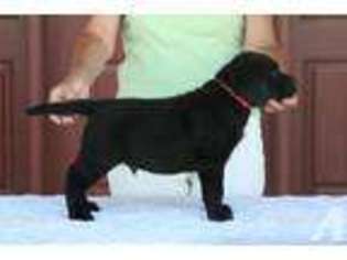 Labrador Retriever Puppy for sale in PLATTEVILLE, CO, USA