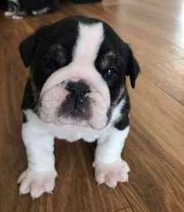 Bulldog Puppy for sale in Twin Lake, MI, USA