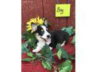 Pembroke Welsh Corgi Puppy for sale in Maryville, MO, USA
