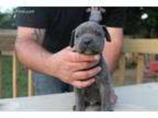 Cane Corso Puppy for sale in Washington Court House, OH, USA