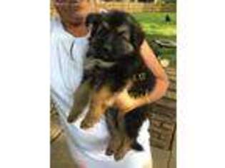 German Shepherd Dog Puppy for sale in Clinton Township, MI, USA