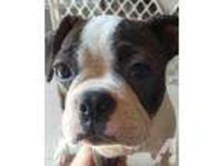 Boston Terrier Puppy for sale in ALGONQUIN, IL, USA