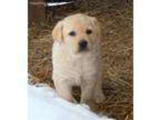 Labrador Retriever Puppy for sale in Loysville, PA, USA