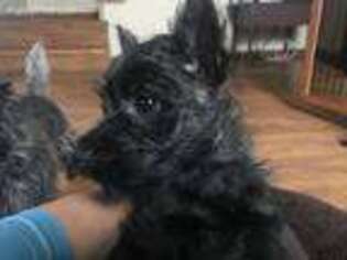 Cairn Terrier Puppy for sale in West Monroe, NY, USA