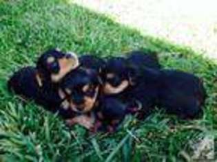 Yorkshire Terrier Puppy for sale in MAGNOLIA, TX, USA