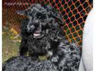 Black Russian Terrier Puppy for sale in Helen, GA, USA
