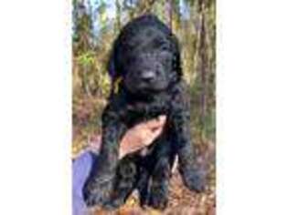 Labradoodle Puppy for sale in Dry Prong, LA, USA