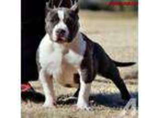 American Pit Bull Terrier Puppy for sale in PHOENIX, AZ, USA