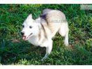 Alaskan Klee Kai Puppy for sale in Greenville, SC, USA