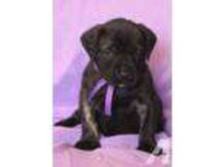 Mastiff Puppy for sale in BONNIEVILLE, KY, USA