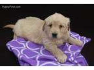 Golden Retriever Puppy for sale in Dundee, NY, USA