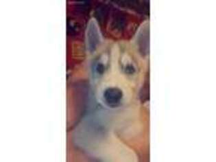 Siberian Husky Puppy for sale in Spooner, WI, USA