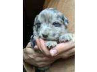 Mutt Puppy for sale in Royalston, MA, USA