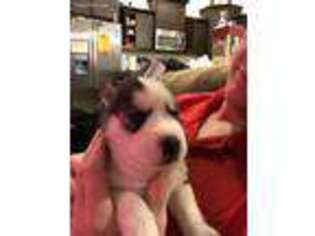 Siberian Husky Puppy for sale in Airway Heights, WA, USA