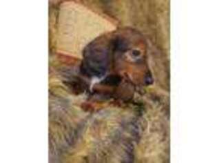 Dachshund Puppy for sale in Ava, MO, USA