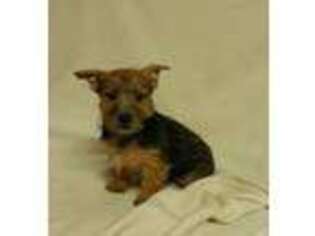 Norwich Terrier Puppy for sale in Unknown, , USA
