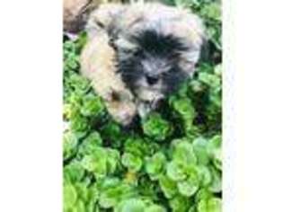 Yorkshire Terrier Puppy for sale in Chandler, AZ, USA