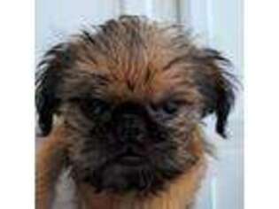 Brussels Griffon Puppy for sale in Surprise, AZ, USA