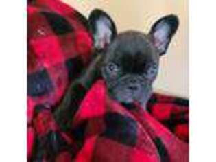 French Bulldog Puppy for sale in Cloverdale, IN, USA
