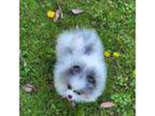 Pomeranian Puppy for sale in Ellijay, GA, USA