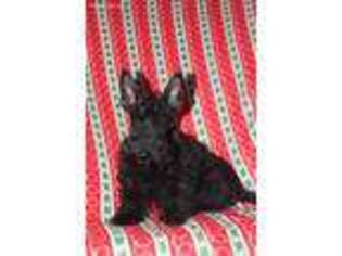 Scottish Terrier Puppy for sale in Goodman, MO, USA