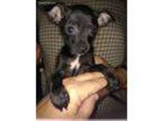 Chihuahua Puppy for sale in Louisville, KY, USA