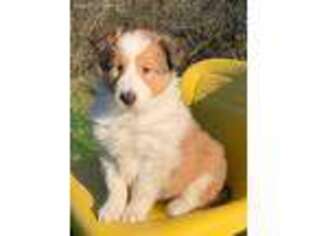 Collie Puppy for sale in Mohnton, PA, USA
