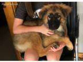 German Shepherd Dog Puppy for sale in Russellville, AR, USA