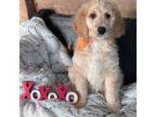 Goldendoodle Puppy for sale in Monticello, IN, USA