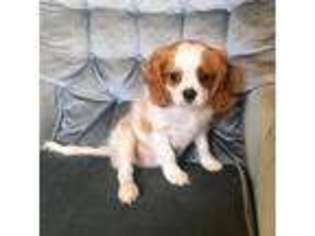 Cavalier King Charles Spaniel Puppy for sale in Mount Vernon, MO, USA
