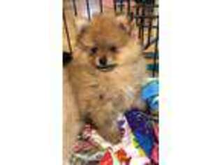 Pomeranian Puppy for sale in Alvarado, TX, USA