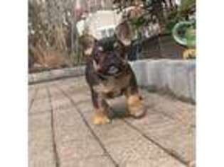 French Bulldog Puppy for sale in Hoboken, NJ, USA
