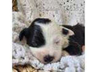 Old English Sheepdog Puppy for sale in Smoot, WY, USA