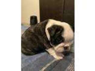 Bulldog Puppy for sale in Sunnyside, WA, USA