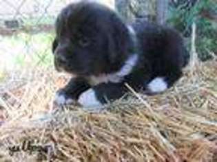 Newfoundland Puppy for sale in Killdeer, ND, USA
