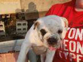 Bulldog Puppy for sale in Delhi, LA, USA