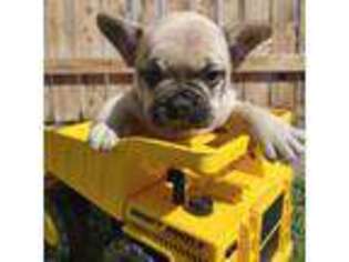 French Bulldog Puppy for sale in Alamosa, CO, USA