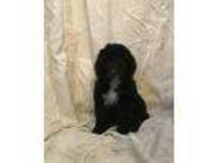 Mutt Puppy for sale in Danielson, CT, USA